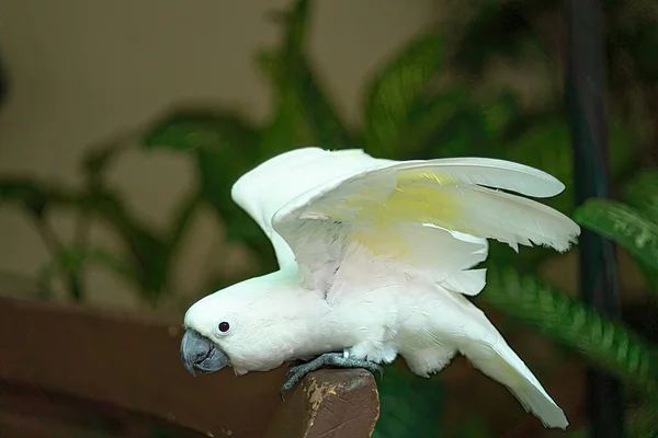 一只漂亮的鹦鹉栖息在长椅上 主要见于热带和亚热带地区 — 图库照片