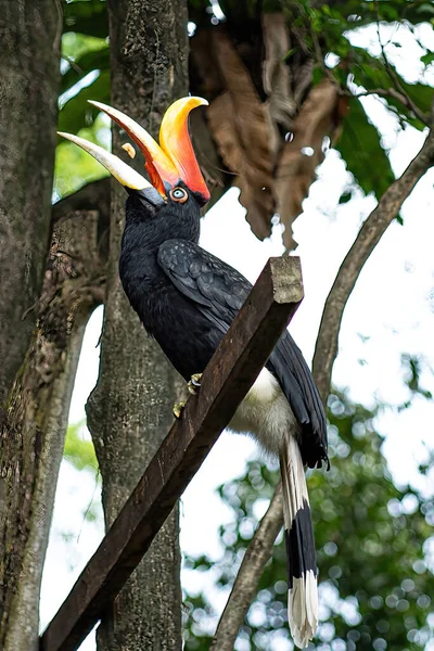 Amigável Hornbills Local Empoleirado Pau Durante Tempo Alimentação Fundo Desfocado — Fotografia de Stock