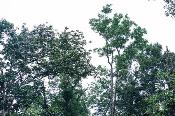 Uzun ağaçlarla birlikte ormanın kenarına bak. Seçici odak noktaları. Bulanık arkaplan