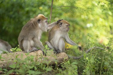 Düşmüş bir kütüğün üzerinde yan yana otururken bir maymun diğerinin kafasını okşar. Seçici odak noktaları