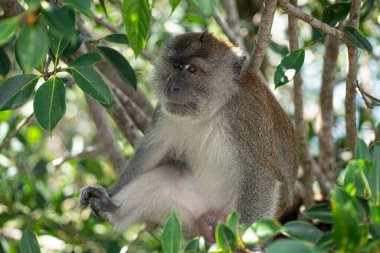 Bir ağacın dalları arasında oturan tek bir maymun. Seçici odak noktaları
