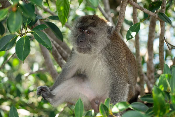 Bir ağacın dalları arasında oturan tek bir maymun. Seçici odak noktaları