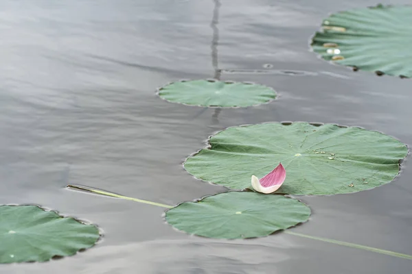 Single Petal Sacred Lotus Left Leaves Selective Focus Points — 图库照片