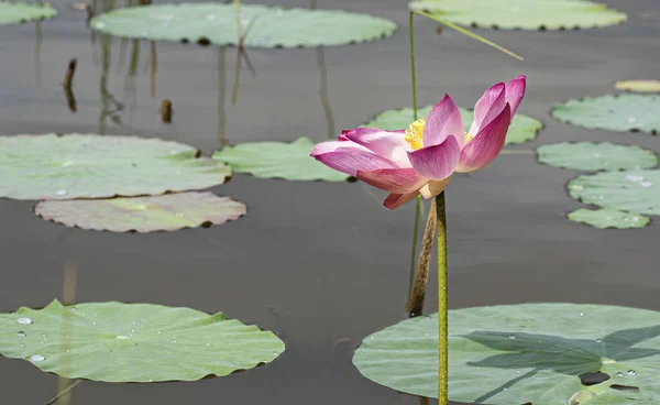 Single Sacred Lotus Flower Full Bloom Selective Focus Points Blurred — 图库照片