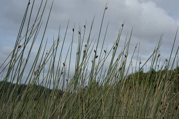 Field Spikerush Locally Known Rumput Purun Kercut Sky Background Selective — Fotografia de Stock