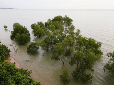 Yüksek gelgitler sırasında deniz kıyısında kısmen sular altında kalan ağaçlar. Seçici odak noktaları