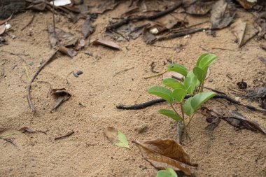 Deniz kıyısında büyüyen birkaç genç ağaç filizlenir. Seçici odak noktaları