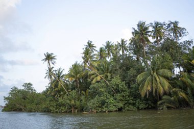 Hindistan cevizi ağaçları ve nehirdeki bir adadaki diğer bitkiler.