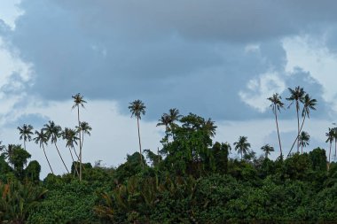 Arka planda bulutlar olan hindistan cevizi ağaçları. Seçici odak noktaları