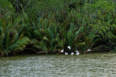 Bir leylek sürüsü akşamları nehirden alçaktan uçuyor. Seçici odak noktaları.