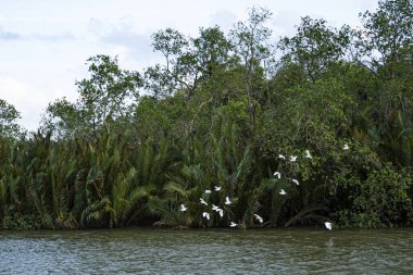 Bir leylek sürüsü akşamları nehirden alçaktan uçuyor. Seçici odak noktaları.