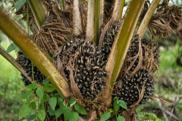 Bando Frutos Óleos Palma Óleo Palma Uma Mercadoria Importante Mundo — Fotografia de Stock