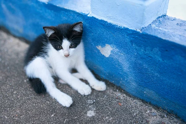 橋の側でリラックスした小さな黒と白の子猫 — ストック写真