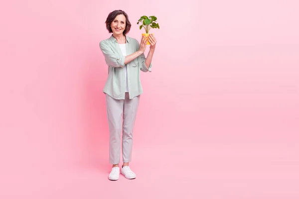 Foto em tamanho completo de uma pessoa idosa franca positiva mantenha pouca câmera de aparência de planta isolada no fundo de cor rosa — Fotografia de Stock