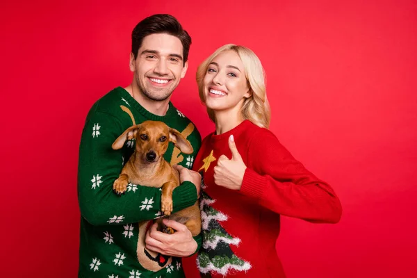 Photo of couple hold little cute dachshund lady raise thumb up wear ugly sweater isolated red color background — Stock Photo, Image