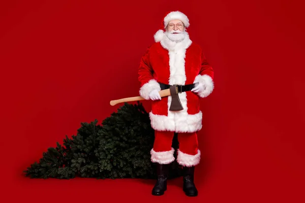 Zdjęcie dość funky człowiek emeryt ubrany Święty Mikołaj kostium wyciąć jodłę zorganizować komfort domu odizolowany czerwony kolor tła — Zdjęcie stockowe