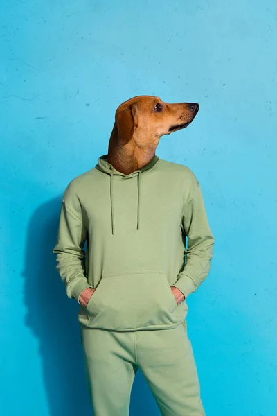 Κάθετη εικόνα κολάζ άποψη του funky τύπος με το κεφάλι σκυλάκι θέτουν φορώντας πουλόβερ απομονώνονται σε μπλε χρώμα φόντο — Φωτογραφία Αρχείου