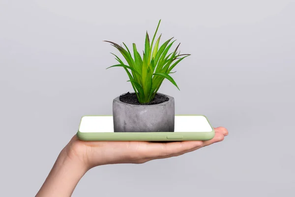 Picture of arm holding little green fresh flower in pot growing out of smartphone telephone touch screen display modern futuristic holographic web opportunities — Foto de Stock