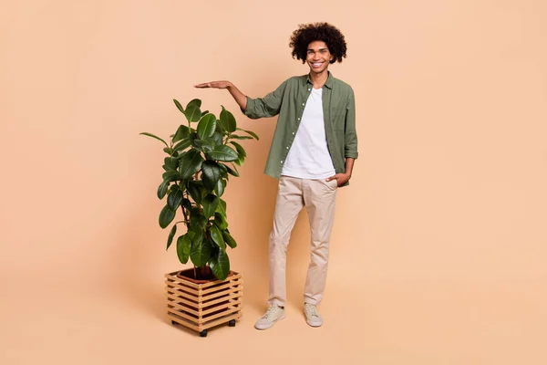 Volledige lichaamsomvang uitzicht van aantrekkelijke vrolijk golvende-harige man meten van hoge grote plant geïsoleerd over beige pastel kleur achtergrond — Stockfoto