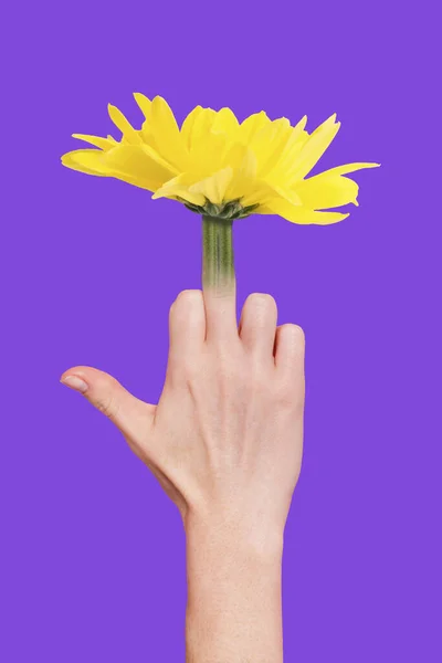 Creative Poster Human Arms Show Fuck Symbol Yellow Flower Instead — Stockfoto