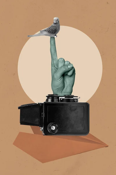 Изображение Сидящей Руки Попугая Готового Фотопутешествию — стоковое фото