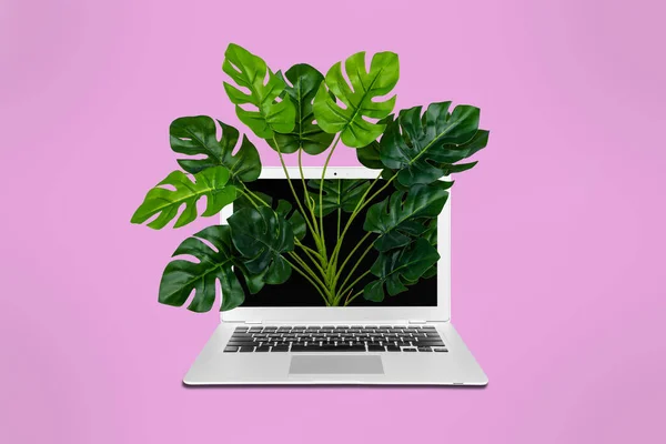 Creative Collage Picture Wireless Netbook Growing Green Plant Display Isolated — Stockfoto