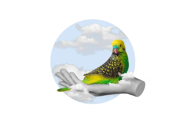 Poster Collage Hand Hold Parrot Isolated Painting White Color Background — Fotografia de Stock