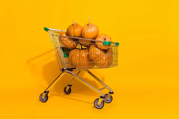 Full body portrait of supermarket trolley full pile stack pumpkin isolated on yellow color background.