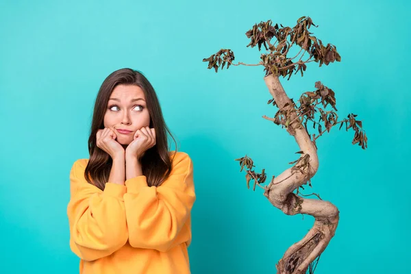 Photo of frustrated lady look on dried plant tree feel sad fall start isolated on cyan color background.
