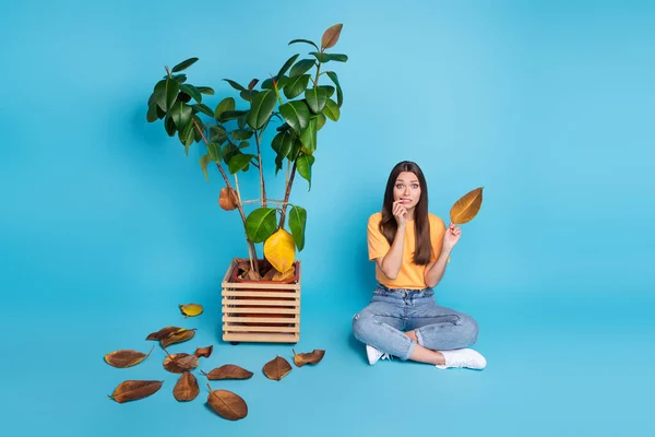 Photo of nervous upset young lady wear yellow t-shirt biting fingers holding dried office plant leaf isolated blue color background.