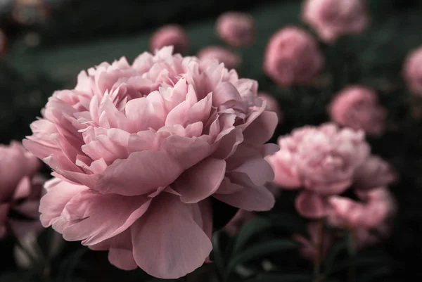Botanik bahçesindeki güzel pembe şakayıklar. Şekillendirilmiş çiçek fotoğrafı.