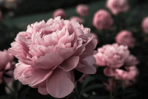 Красивые Розовые Пионы Ботаническом Саду Стилизованное Цветочное Фото Стоковое Фото