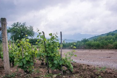 Sırbistan 'daki üzüm bağları, yazın sisle kaplı. Kırsal alan