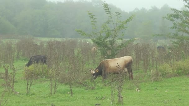 Корови Прикрашають Туманний Ранок Лузі Їдять Траву Тлі Лісу — стокове відео