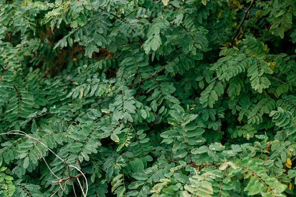 Çekirge Ağacının Yoğun Yeşil Yaprakları — Stok fotoğraf