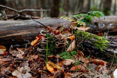 Ormanda sonbahar iklimi