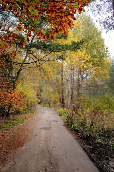 Ormanda sonbahar iklimi