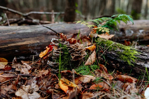Ormanda Sonbahar Iklimi — Stok fotoğraf