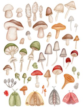 Yenilemez ve yenmez olgun orman makarnaları ve güveler koleksiyonu. Çeşitli suluboya elementleri ayarla. Makarna.