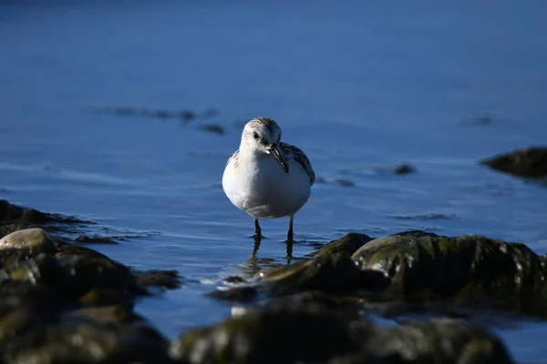 Sanderling Sandpiper Andando Longo Borda Lago Durante Migração — Fotografia de Stock