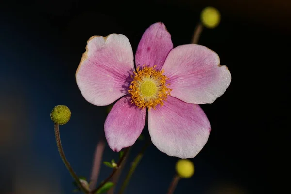 Anemone Rosa Untertasse Blume Fünf Rosa Blütenblätter Mit Gelbem Zentrum — Stockfoto