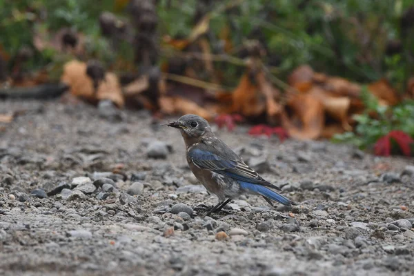Molting Eastern Blue bird eating insects along side of a country road