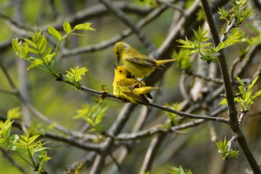 Bir çift sarı bülbül ormanda çiftleşiyor.
