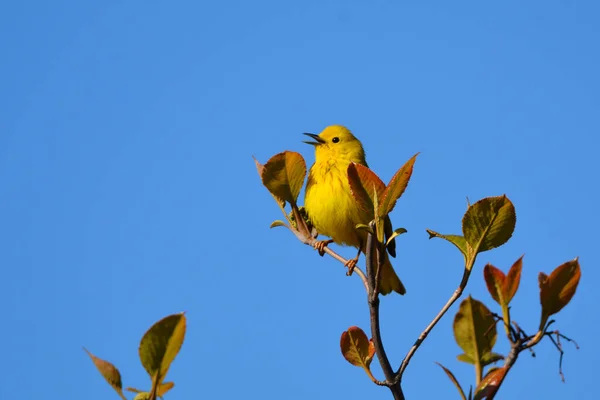 Pájaro Ruiseñor Amarillo Sienta Árbol —  Fotos de Stock