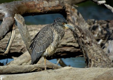 Çocuk tacıyla taçlandırılmış Gece Balıkçıl gölün kıyısındaki düşen kütüğe tünemiş.