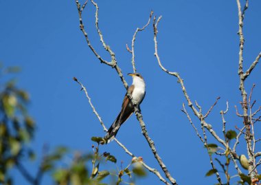 Sarı gagalı guguk kuşu ağaçta tünemiş duruyor.