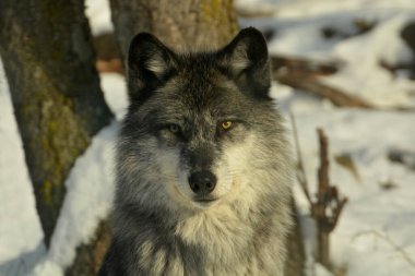 Karla kaplı ormandaki Doğu Timber Wolf portresi.