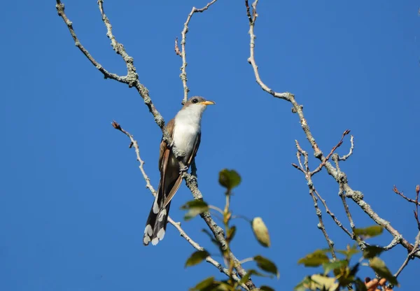 Yellow Billed Cuckoo Sits Perched Tree — Stock Photo, Image