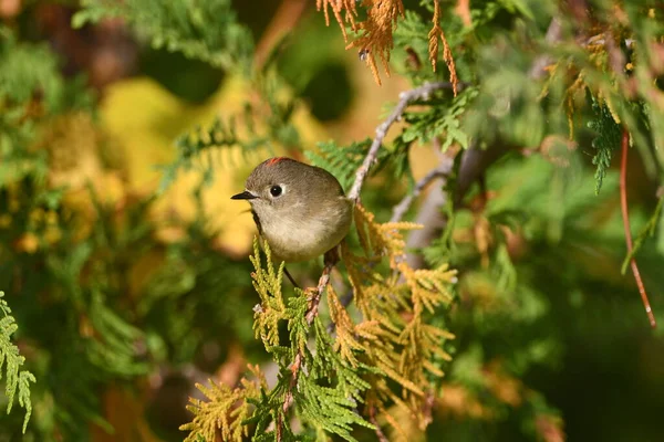杉の木のルビークラウンキングレット鳥 — ストック写真