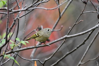 Ruby, sonbahar ormanında Kinglet kuşunu taçlandırdı.